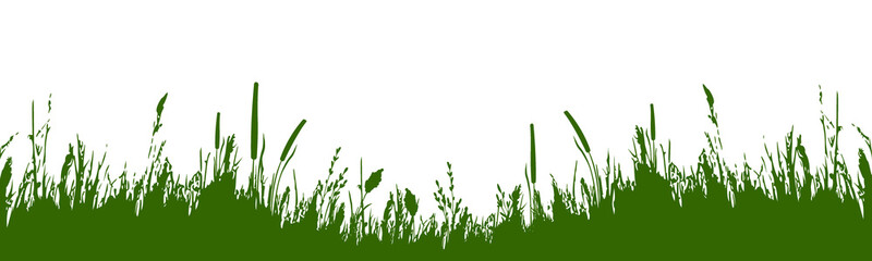 Fototapeta premium Image of a green monochrome reed,grass or bulrush on a white background.Isolated vector drawing.Black grass graphic silhouette.