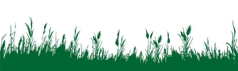 Image of a  green monochrome reed,grass or bulrush on a white background.Isolated vector drawing.Black grass graphic silhouette.