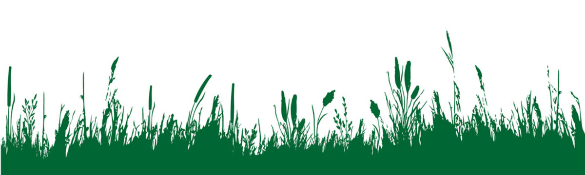 Image of a  green monochrome reed,grass or bulrush on a white background.Isolated vector drawing.Black grass graphic silhouette.