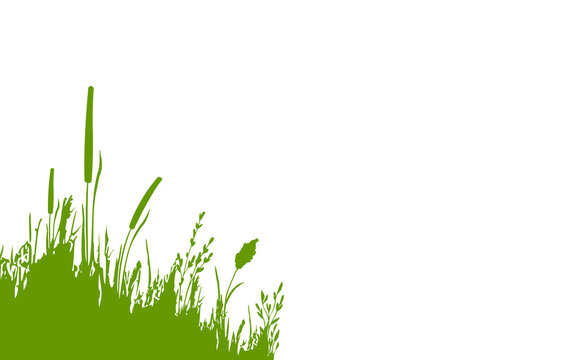 Image of a  green monochrome reed,grass or bulrush on a white background.Isolated vector drawing.Black grass graphic silhouette.