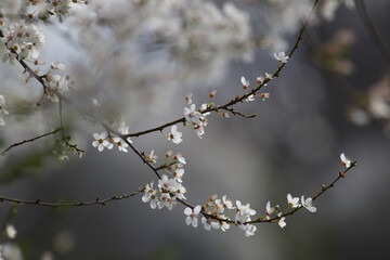 tree blossom