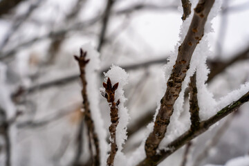 tree branches covered in snow, close-up. 