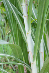 Fresh sugarcane in the garden