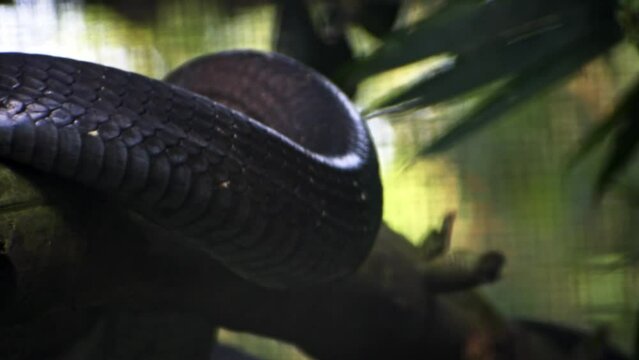 Closeup of king cobra, longest venomous snake in the world.