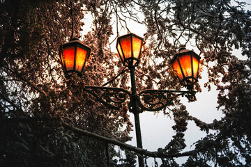 Evening park. Decorative burning lantern in thick branches of a tree with snow, close-up.