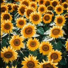 top view A picture of a field of yellow sunflowers blooming under the bright 