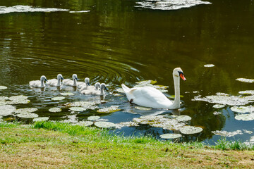 White swans in the park of Egeskov castle, Denmark.