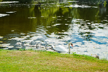 White swans in the park of Egeskov castle, Denmark.