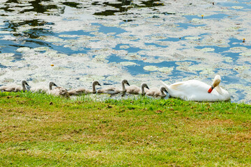 White swans in the park of Egeskov castle, Denmark.