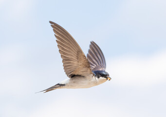 western house martin in flight with beak full of captured insects