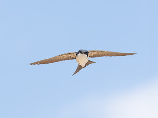 western house martin in flight