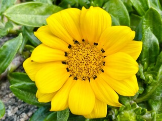 beautiful yellow flower in graden
