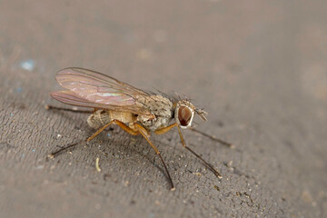 Closeup on a pale colored Muscidae Tiger fly, Coenosia testacea sitting on a grey-surface