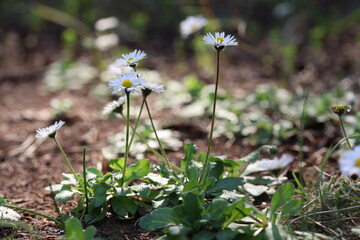  bellis daisies (Bellis perennis) flowers in spring © UMIT