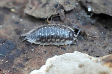 Closeup on the European Common shiny woodlice, Oniscus asellus on a piece of wood