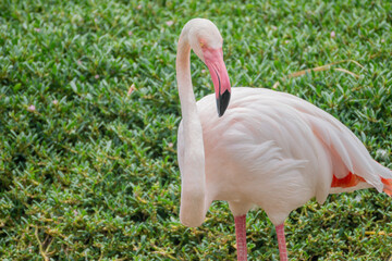 Greater Flamingo: Pink big bird, Al Areen Wildlife Park, Sakhir, Bahrain