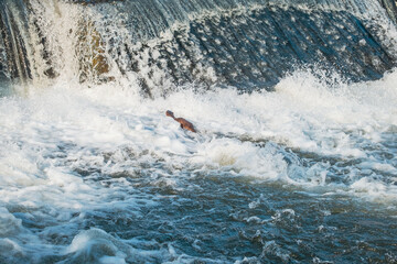 Naklejka premium Otter hunting in a river during winter in the middle of the town, Uzice, Serbia