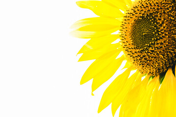 Sunflower isolated on white background with copy space for your text.
