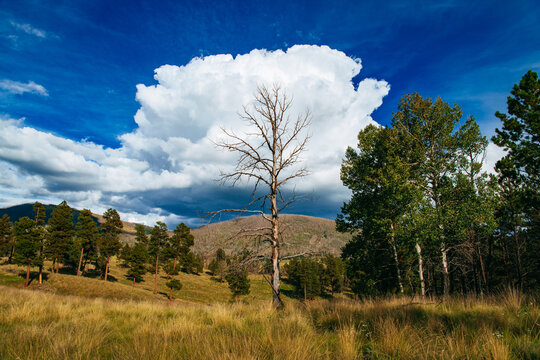 A view of a cumulus cloud behind a leafless tree in the backcountry wilderness of the Valles Caldera National Preserve, New Mexico