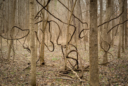 A tangle of vines in a forest in winter, Durham, North Carolina