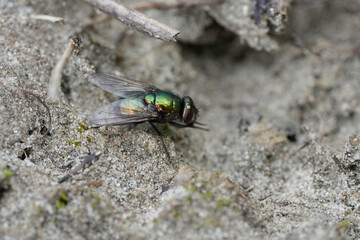 Closeup on a bright metallic Green Pasture Fly, Neomyia cornicina, sitting on the ground