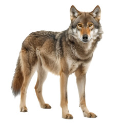 Obraz premium side view of wild wolf isolated on transparent background