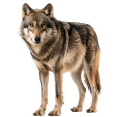 Fototapeta premium side view of wild wolf isolated on transparent background
