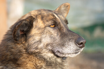 Portrait of a serious dog with big floppy ears.