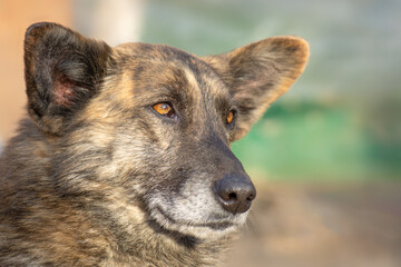 Portrait of a dog with big floppy ears.