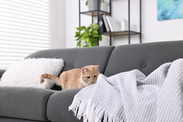 Cute ginger cat lying on sofa at home
