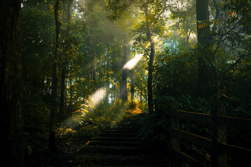 Misty dark forest in the morning with sun rays coming through the trees in the autumn forest of India. Nature background.