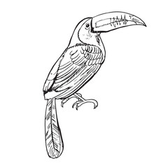 Fototapeta premium Toucan sketch tropical bird. American forest toco toucan bird sitting on branch with. Exotic wild bird for desing print and Amazonian wildlife symbol illustration