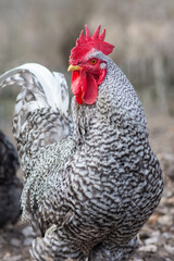 Portrait of a California Gray rooster. Male poultry on a rural farm.