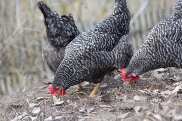 California chickens on a rural poultry farm.