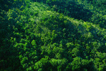 Tropical green forest and nature. Forest area viewed from above. Nature conservation, forest...