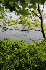 Obraz na płótnie Canvas Trees along the river front.