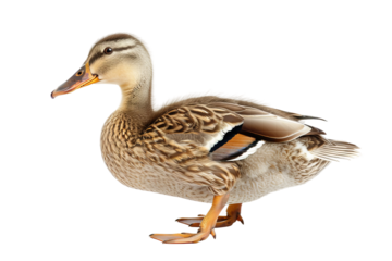 duck isolated on white