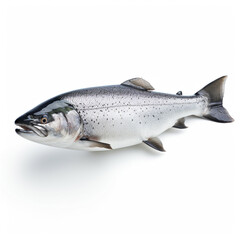 Obraz premium Salmon fish on white background сreated with Generative Ai