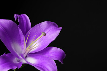 Violet lily flower on black background, closeup. Funeral attributes
