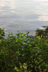 lake in the forest