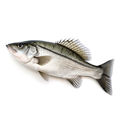 Obraz premium Sea bass fish on white background сreated with Generative Ai
