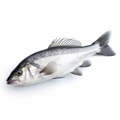Obraz premium Sea bass fish on white background сreated with Generative Ai