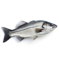 Fototapeta premium Sea bass fish on white background сreated with Generative Ai