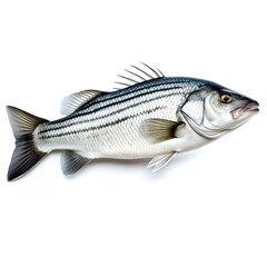 Sea bass fish on white background сreated with Generative Ai