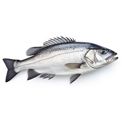 Fototapeta premium Sea bass fish on white background сreated with Generative Ai