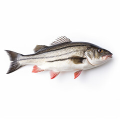 Obraz premium Sea bass fish on white background сreated with Generative Ai
