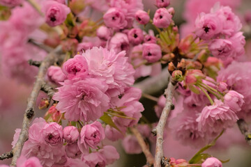 Closeup of pink Japanese cherry blossoms, selective focus on a bokeh background - Prunus serrulata Kanzan