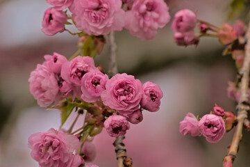 Closeup of pink Japanese cherry blossoms, selective focus on a bokeh background - Prunus serrulata Kanzan