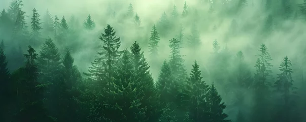Poster Misty Forest Aerial Photograph with Pine Trees. Foggy, Atmospheric Nature Background. © Fabian Mohr