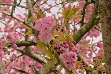 Closeup of pink Japanese cherry blossoms, selective focus on a bokeh background - Prunus serrulata Kanzan